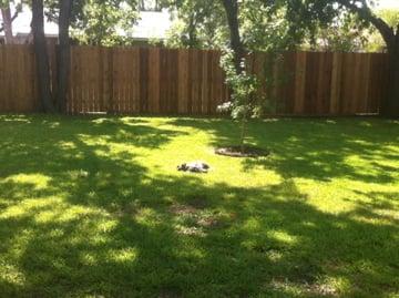 New fence and a happy dog!