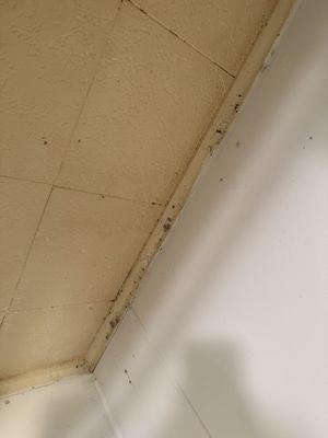 Shower ceiling. Mold keeps growing because they didn't use a bathroom paint. When I wipe the walls and ceiling, the paint just flakes off.