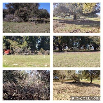 Forestry Mulching Oak Tree Vines