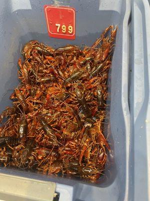 Live crawfish