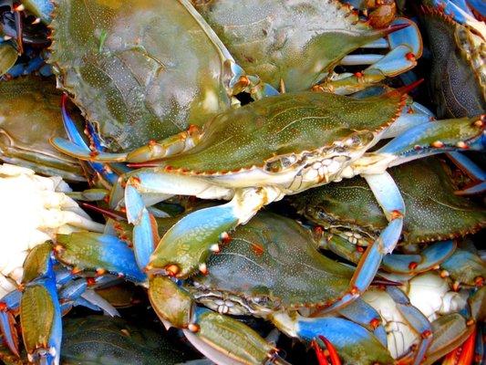 Blue Claw Crabs