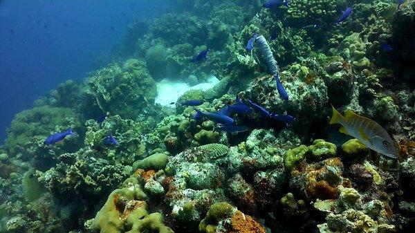 Bonaire 2018