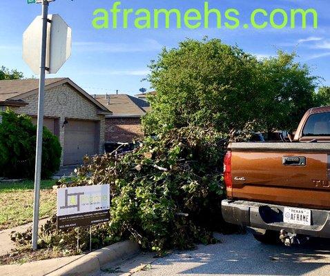 Tree removal, haul away & stump grinding - trimming, canopy raising, & planting new trees