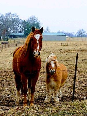 Equine Clinic