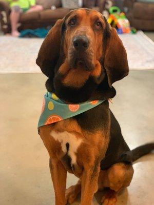 Pivo the Bloodhound