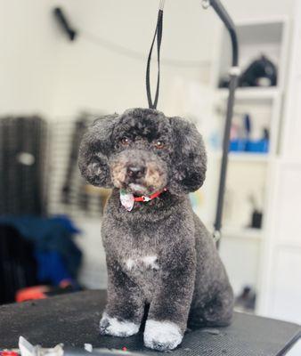 Poodle grooming