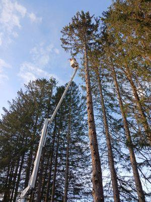 Lawlor Tree Service