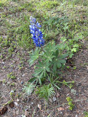 Just one of many beautiful flowers around the campground (we were there end of June)-loved it!