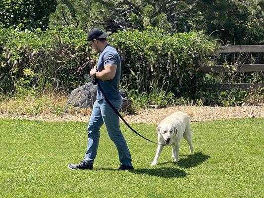 Bark Busters Home Dog Training Denver