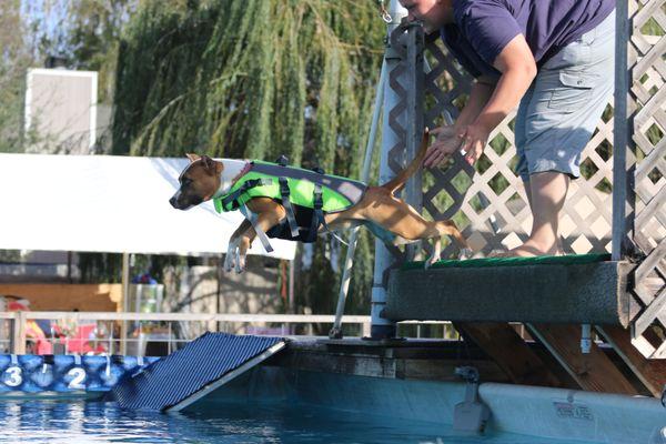 Vixen learning to dock jump.