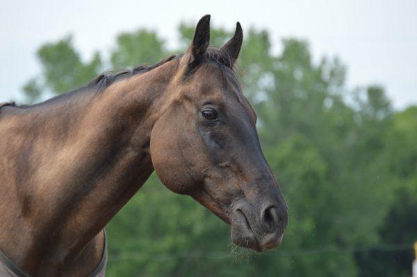 Peck's Farm and Equestrian Center