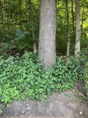 Brush and tree removal