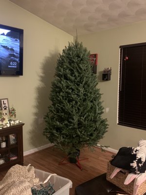 They have the best trees-8 foot Balsam-$60