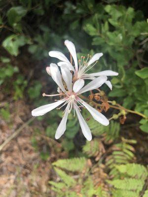 Sheraton Scrub Preserve