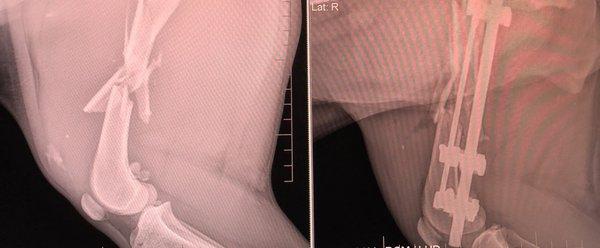 Picture of  my dog femur fracture  before and after done by Dr . Perez amazing doctor thanks for doing miracles.