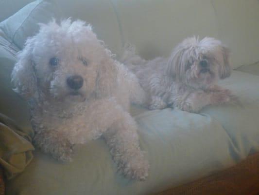 Li'l Bear and Bindi before they go to Fuzzy Friends in Renton.