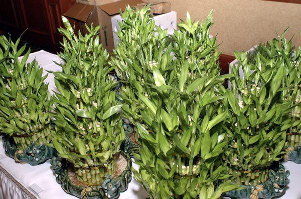 Beautiful bamboo plants delivered for my wedding reception from Qideas