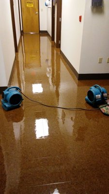 Vinyl commercial tile (VCT) in office hallway freshly stripped and refinished.