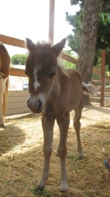 Palomar Equine Practice