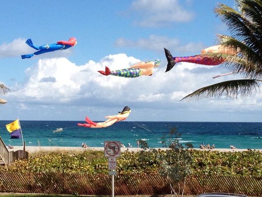 Kites fly over head