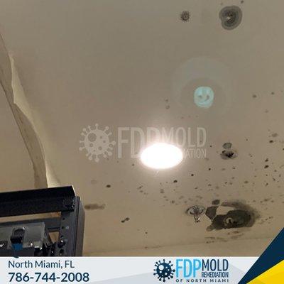 Mold assessment