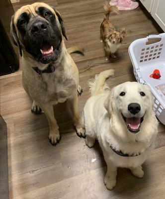 Happy dogs!