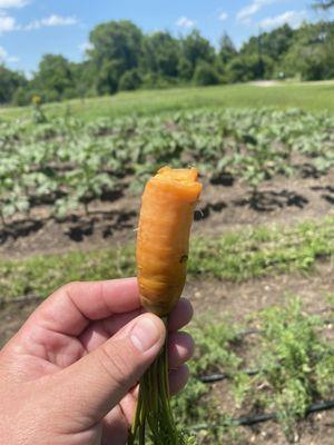 Carrots we nibbled on