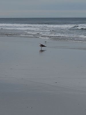 Don't you just love the sea gulls. Peace@ the beach in Avalon. Only off season. :)