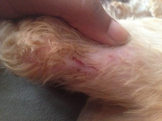 A 1" gash on my dog's front leg. This picture is 3 days later. It bled for about 2 -3 hours on the first day.