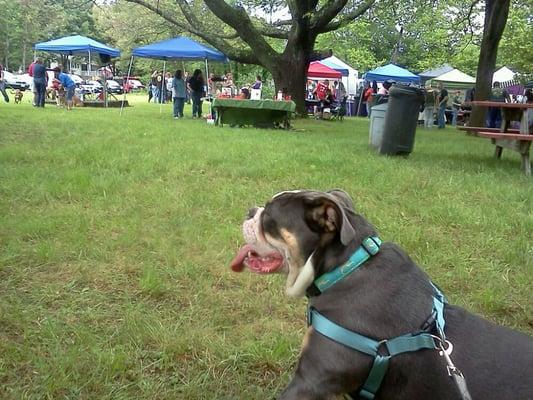 Attleboro shelter dog walk