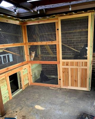 Custom "catio", dog house on the "first floor", plenty of platforms for the cats, AND a "cat-cam"!