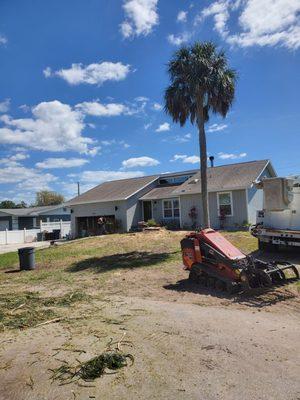 Complete removal or Norfolk Island Pine