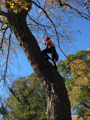 CG Arborist Services