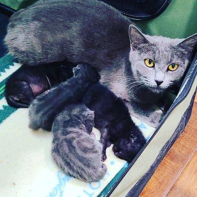 Foster mommy and get kittens