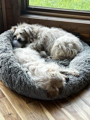 Sophie and Violet! F1 Labradoodles