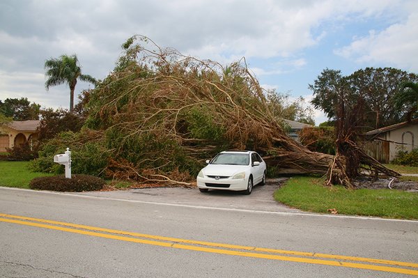 Treeco Jacksonville FL | Commercial Tree Service