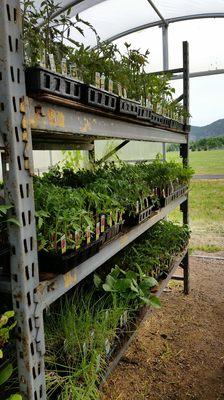 Once there was a farmer who planted a tomato that he bought at Ward Feed.