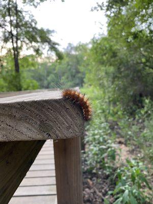 Caterpillar