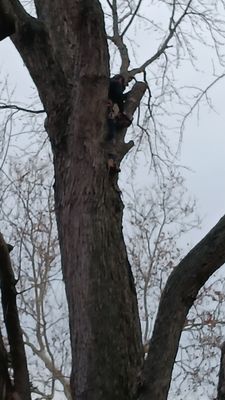 A Cut Above Tree Service