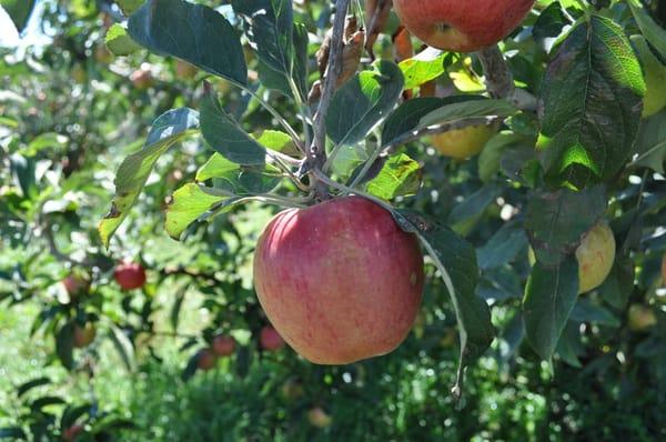 Braeburn apples