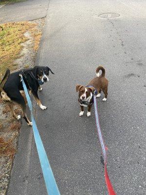 Elvis and Poppy walking their human.