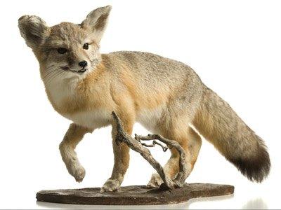 Re-Creation Taxidermy