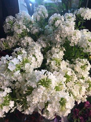 White Phlox