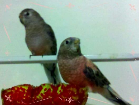 2 bourke parakeets bought from Dot's Pet Food Center.