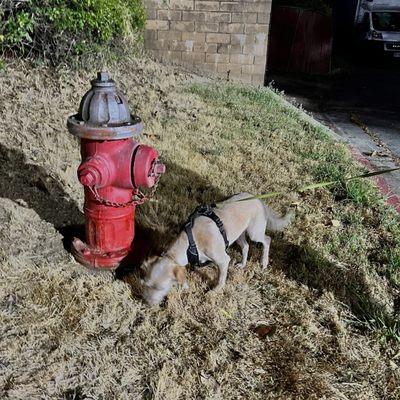 Best part of our stay was this fire hydrant that our dog liked to pee on.