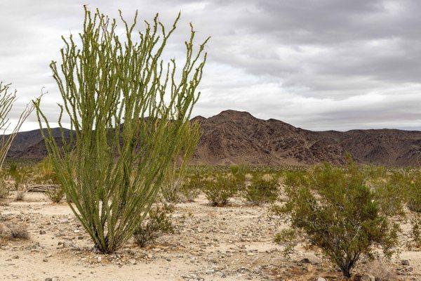 Ocotillo Patch - Joshua Tree National Park