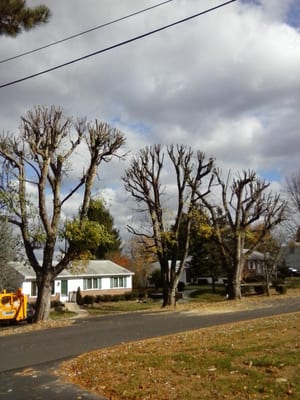 Blacks Tree and Landscape