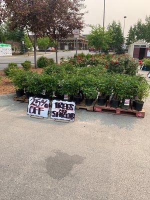 Tree & Shrub Sale!