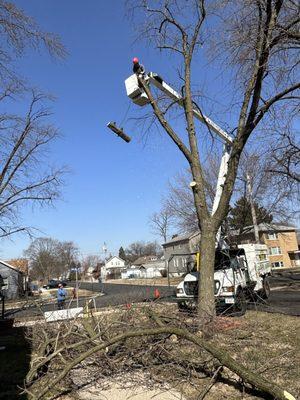 Cutting down tree