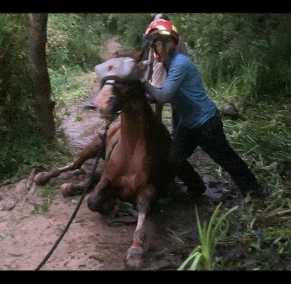 high risk low incidence extreme technical low angle rope extrication and rescue of a horse at Pt Reyes June 2024